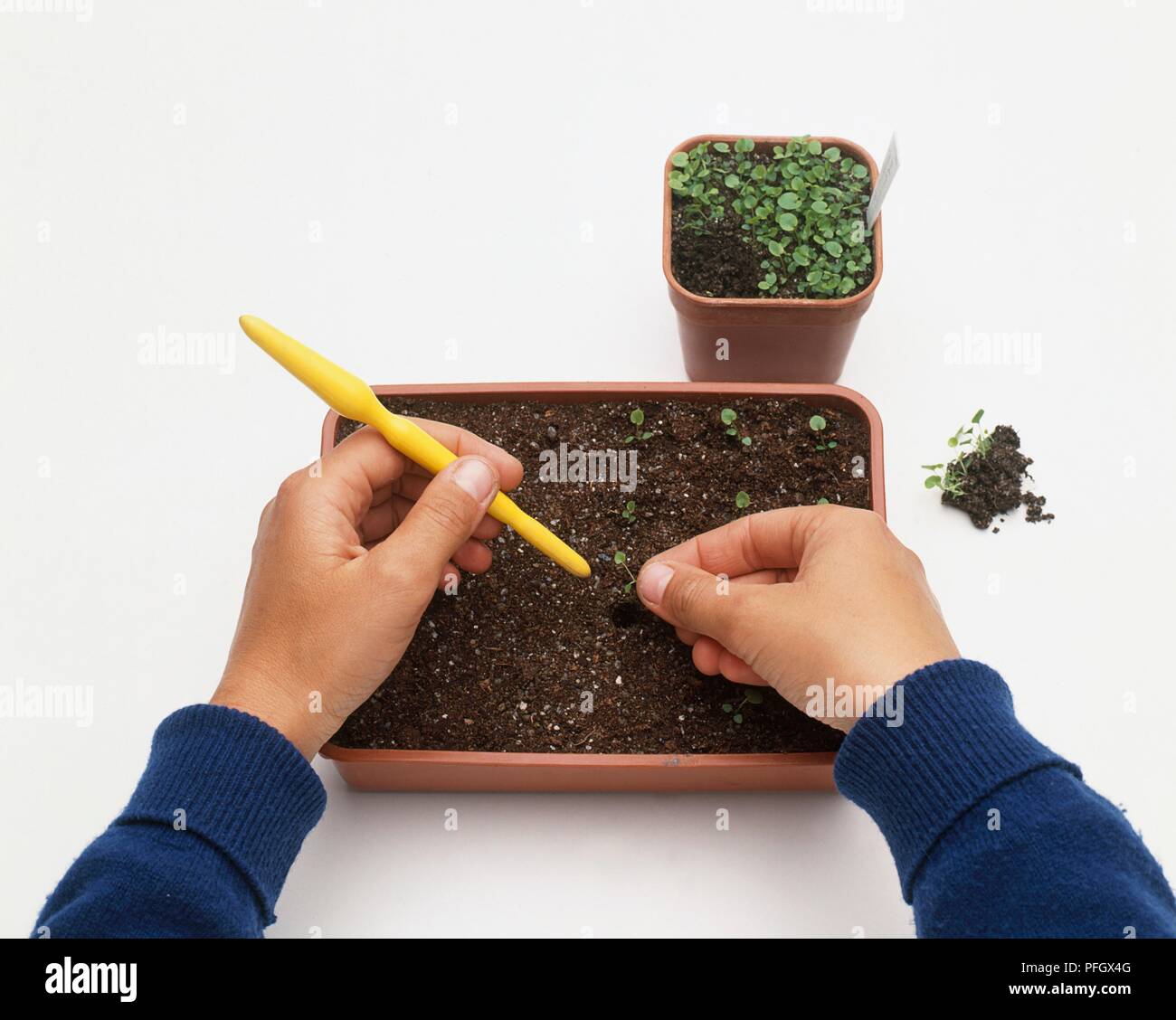 Using a dibber to plant Campanula seedlings in a tray, close-up Stock Photo
