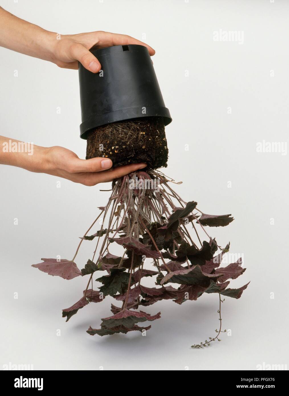 Removing plant from uspide down plant pot Stock Photo Alamy