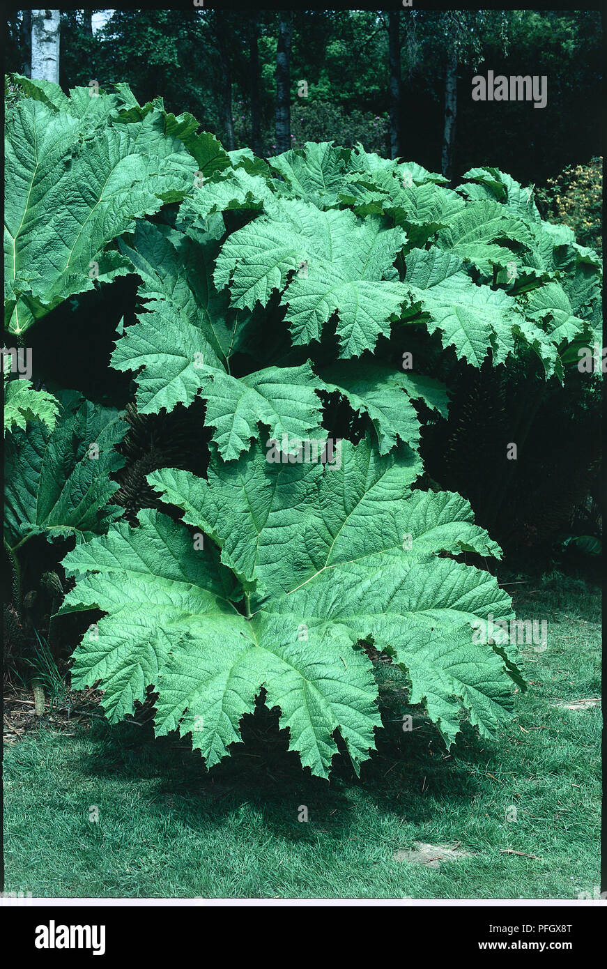 Gunnera manicata, large green leaves Stock Photo