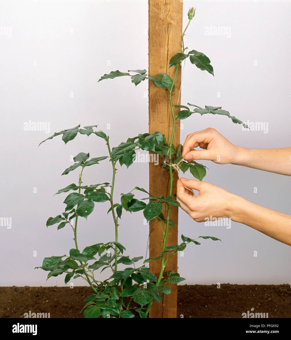 Tying long stem of plant to wooden post Stock Photo