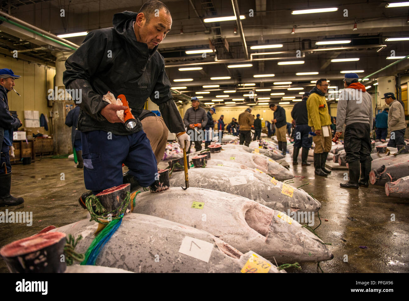 Man checking tuna at the tuna auction at Tsukiji Fish Market, Tokyo, Japan. Stock Photo