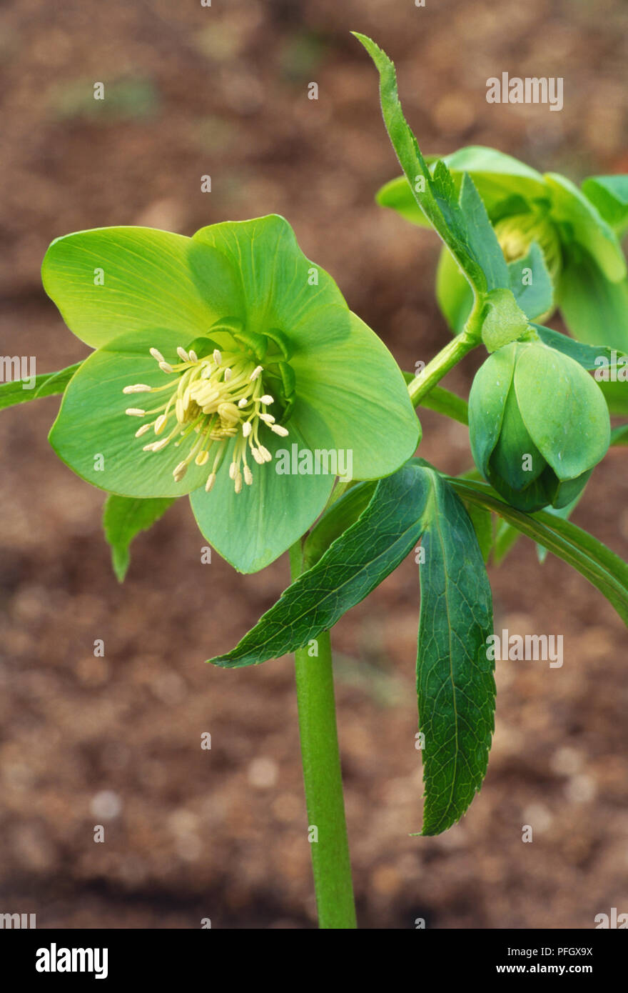 Helleborus cyclophyllus, yellow-green flower head with yellow stamen, and green leaves on stem Stock Photo