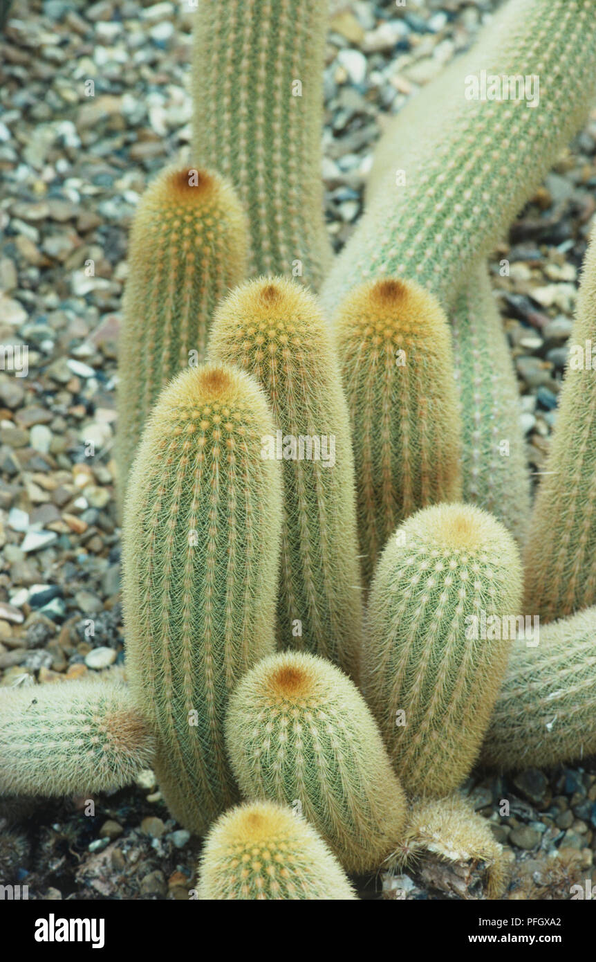 Haageocereus versicolor, tall cacti covered in tiny spines Stock Photo