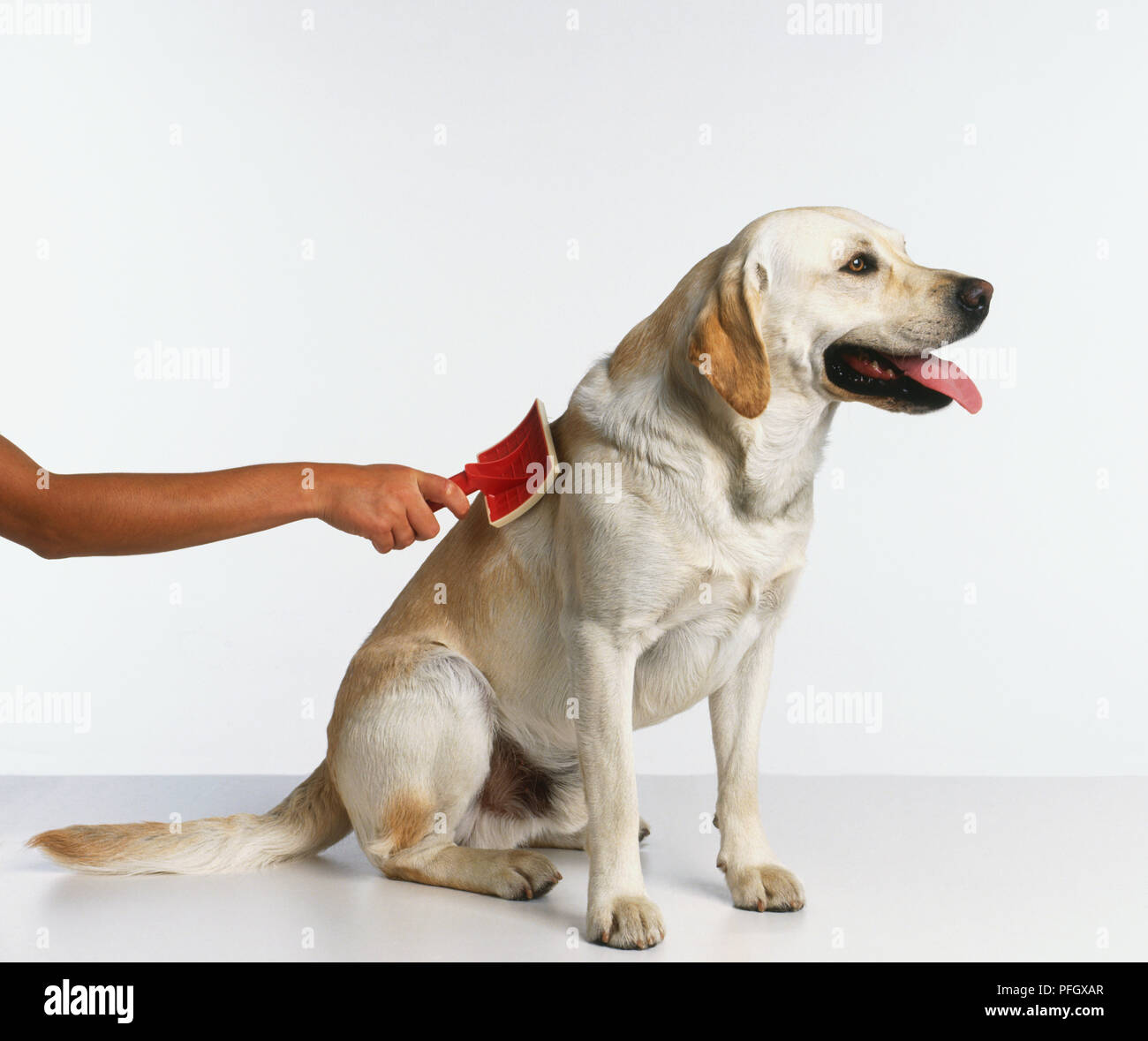 Using Slicker Brush On Short Haired Dog Side View Stock Photo