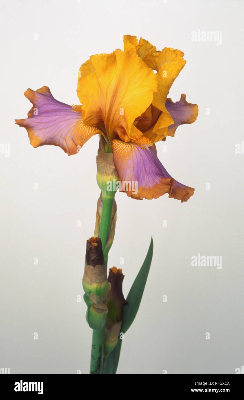 Flower from Iris ‘Brown Lasso’, showing yellow and purple variegated