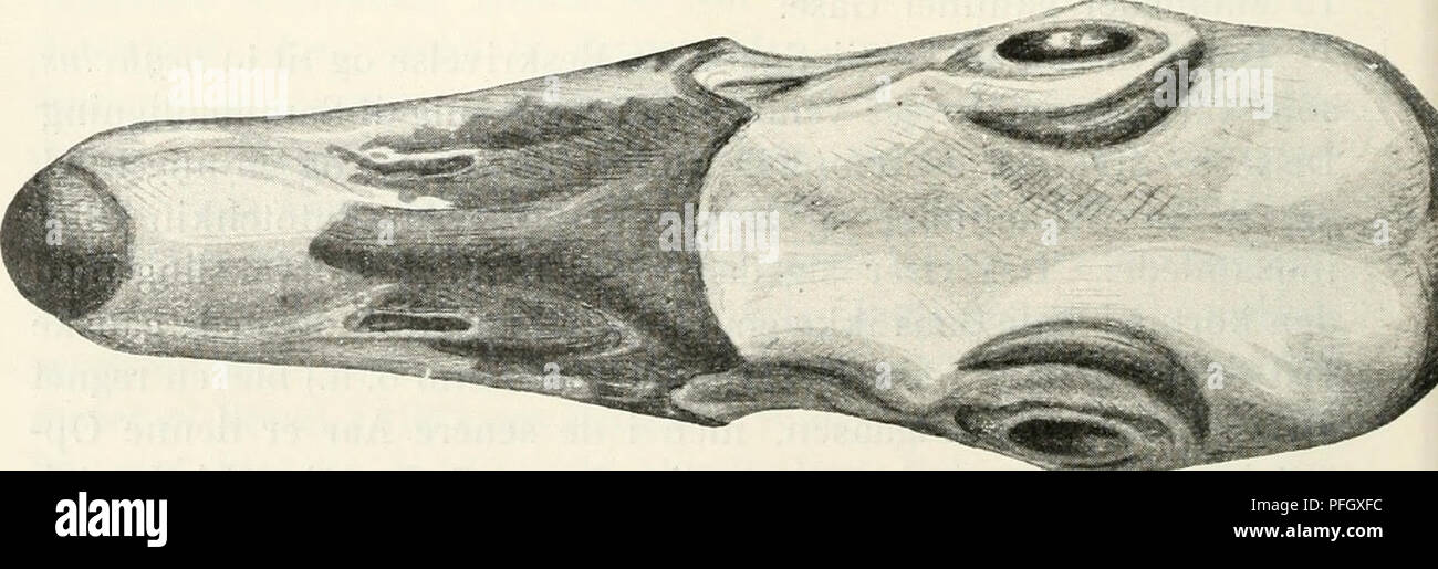 This periodical from the Danish Ornithological Society presents the latest research and findings on bird species in Denmark. It features studies on bird populations, behaviors, and migration patterns in the region. Stock Photo