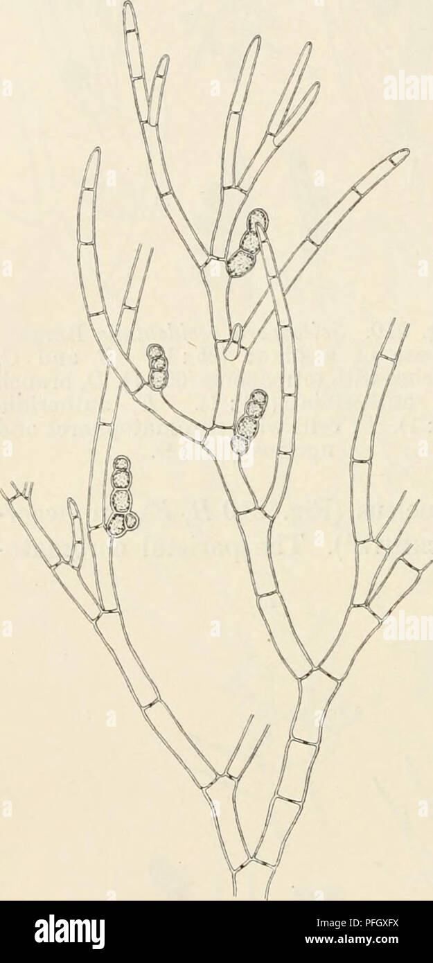 . Dansk botanisk arkiv. Plants; Plants -- Denmark. 224 Dansk Botanisk Arkiv, Bd. 3. Nr. 1. phores are thread-like, shorter or longer, and irregularly sinuated (Fig. 210 B, E, F). I have found plants with tetraspores, antheridia and cysto- carps, which all occur on separate individuals. The tetraspores  ^are sessile on the uppermost and inner side of the mother-cells (Fig. 210 B, C), when young they are oval or obovate, when quite developed nearly spheric- al; they are commonly tetra- hedrally divided more seldom cruciately (Fig. 210 C). The cystocarps are com- posed of two oppositely-placed go Stock Photo