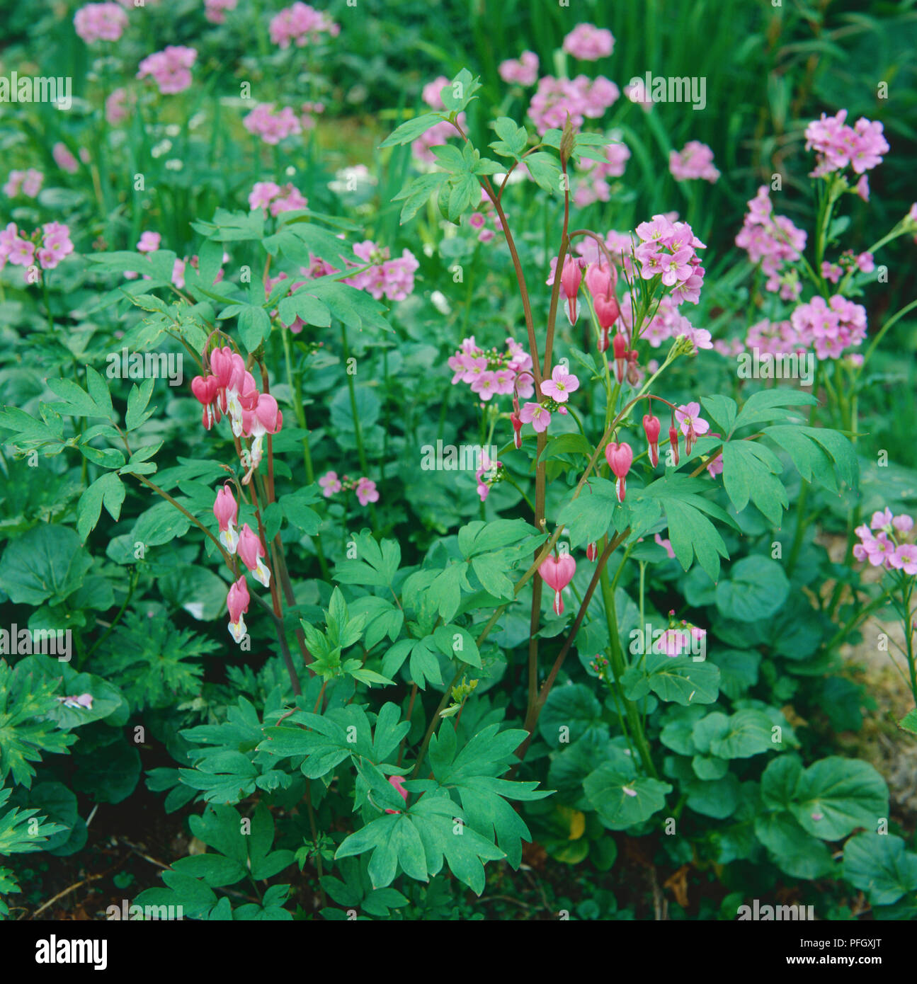 Dicentra spectabilis, Pink Bleeding Heart flowers, drooping buds and open flowers surrounded by green leaves, growing in a cottage garden. Stock Photo