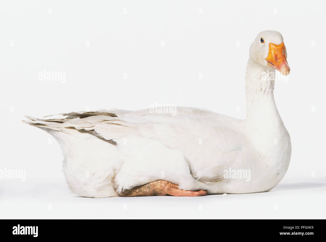 A white goose with orange beak. Stock Photo