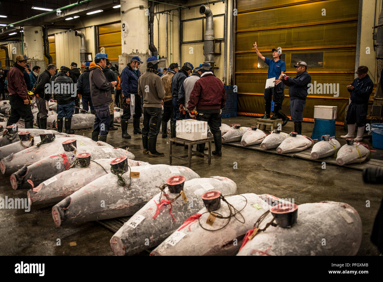 Tuna auction taking place very early in the morning at Tsukiji Fish Market, Tokyo, Japan, with frozen tuna in the foreground Stock Photo