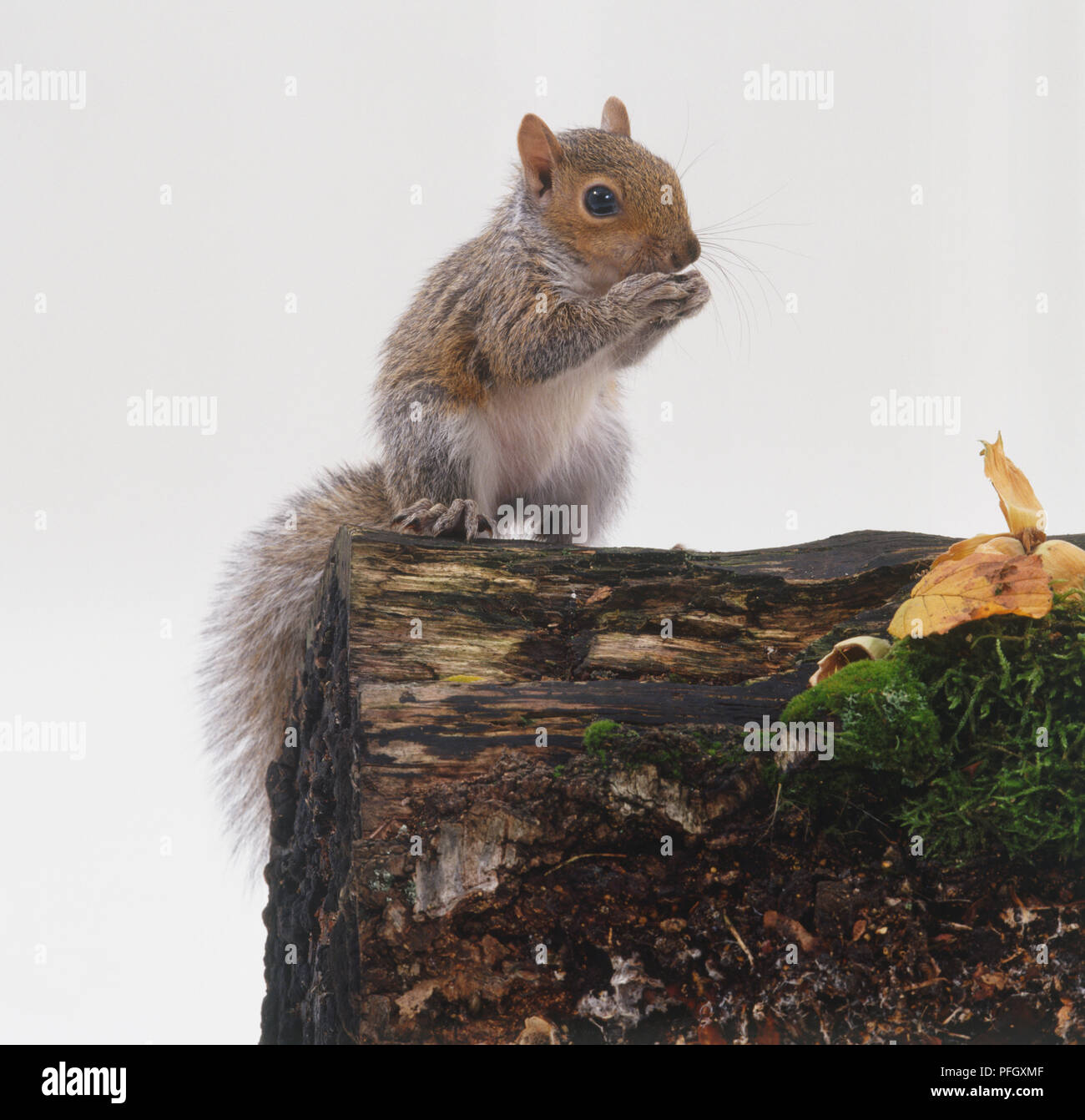 Grey squirrel feeding bark hires stock photography and images Alamy