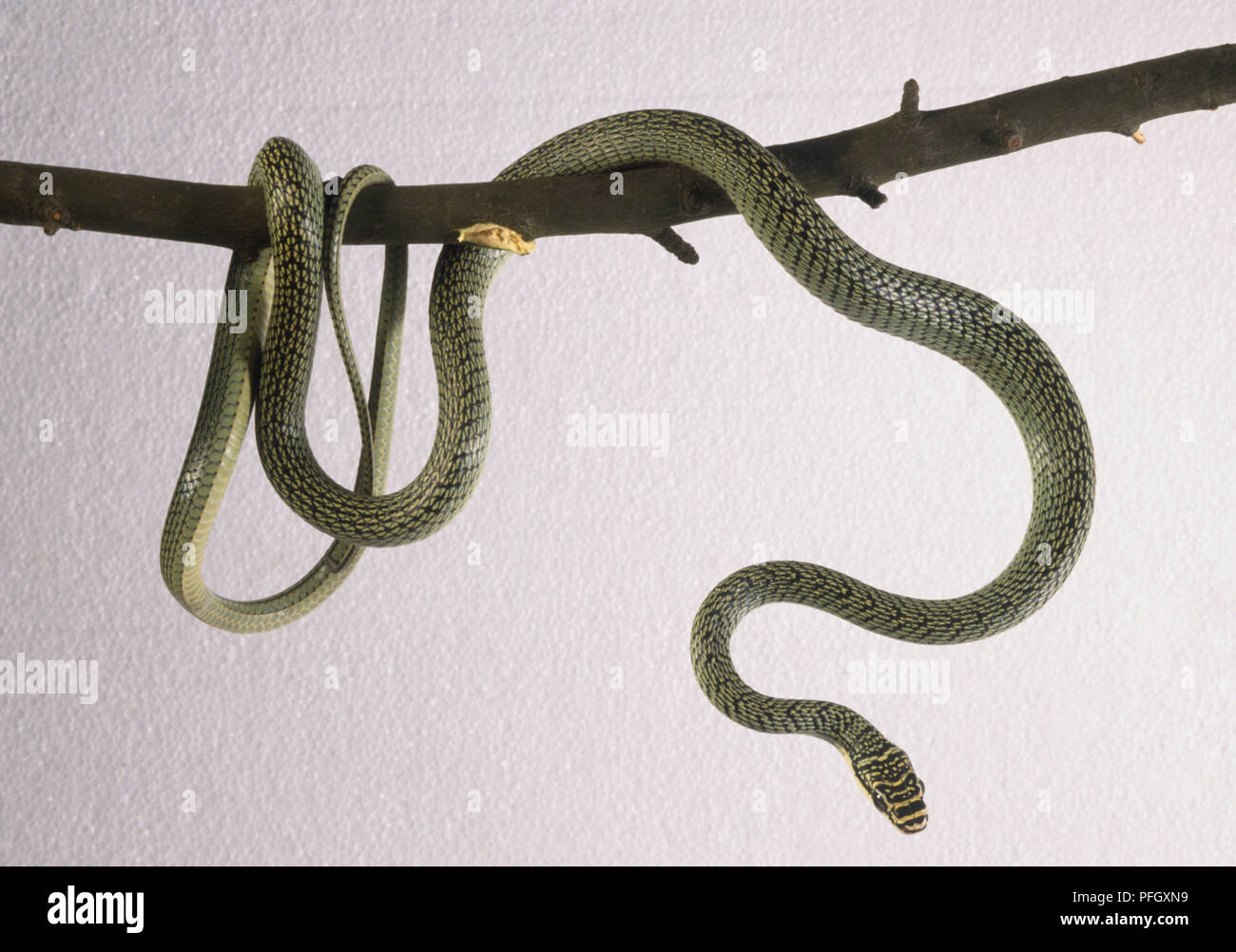 A green coloured snake coiled around a tree branch Stock Photo - Alamy