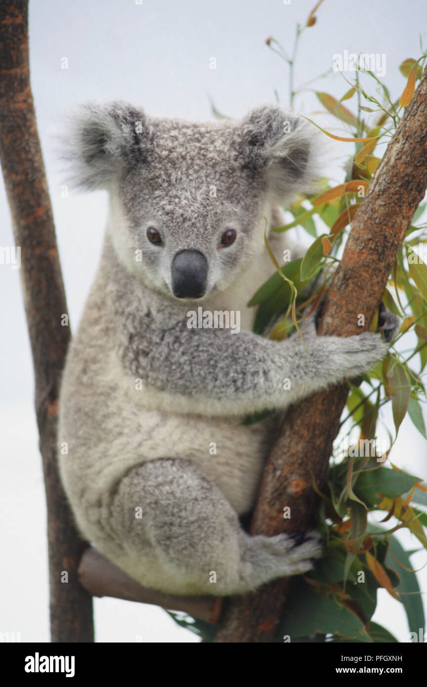 Koala, Phascolarctos cinereus, with grey-white fur, sitting in a tree ...