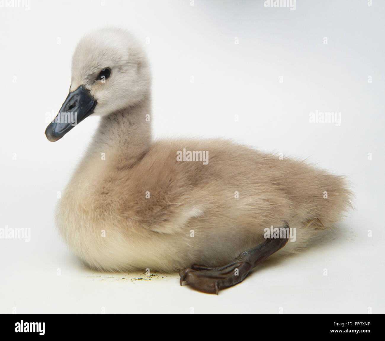 A Cygnet with grey-light brown coat. Stock Photo