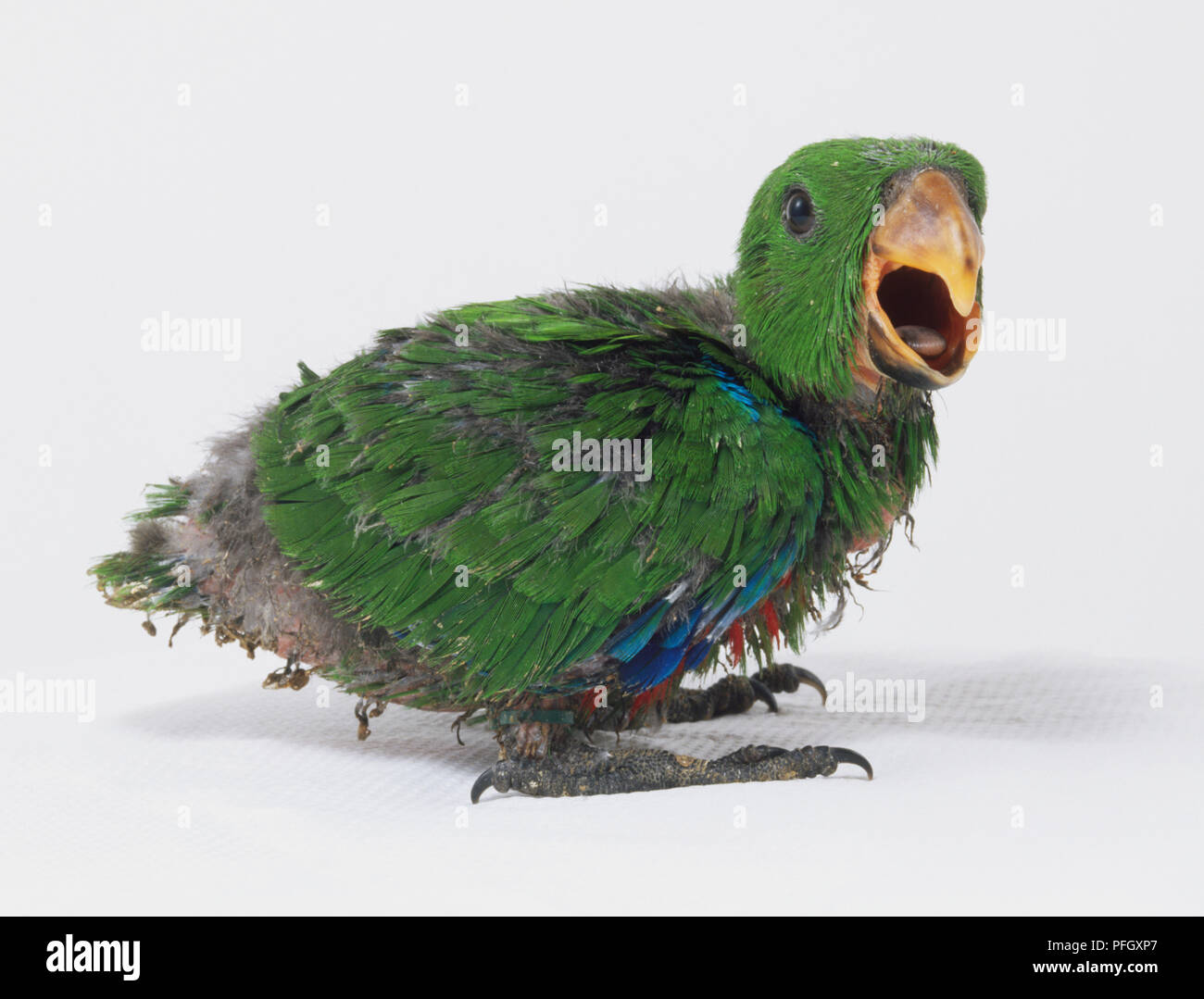Young Green Eclectus Parrot With Its Beak Open Side View Stock Photo Alamy Young Green Eclectus Parrot With Its Beak Open Side View Stock Photo Alamy