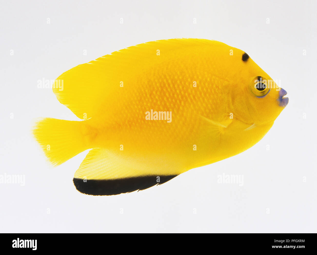 A yellow coloured tropical fish with black markings in bottom fin. Stock Photo