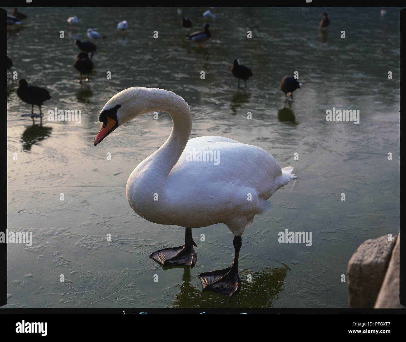 White swan standing in water Stock Photo