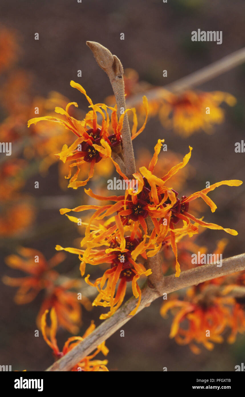 Clustered, orange ribbon petals of Hamamelis x intermedia 'Jelena', Witch Hazel, close up Stock Photo