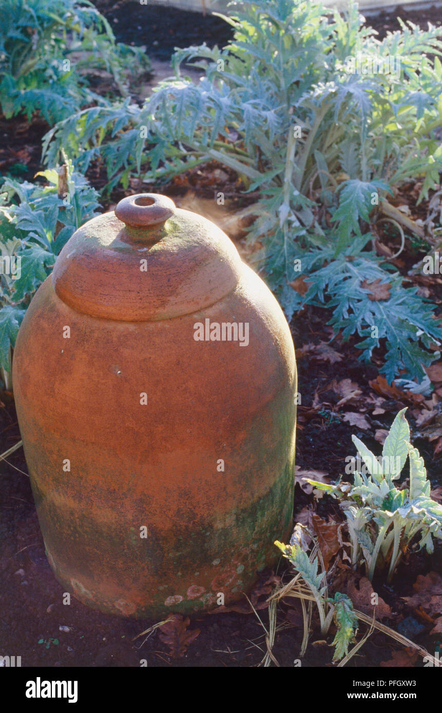 Large terracotta pot with a lid nestling in vegetable garden, sitting
