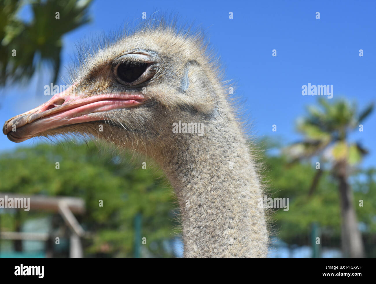 Gray Patchy Feathers On The Head Of An Ostrich Stock Photo Alamy