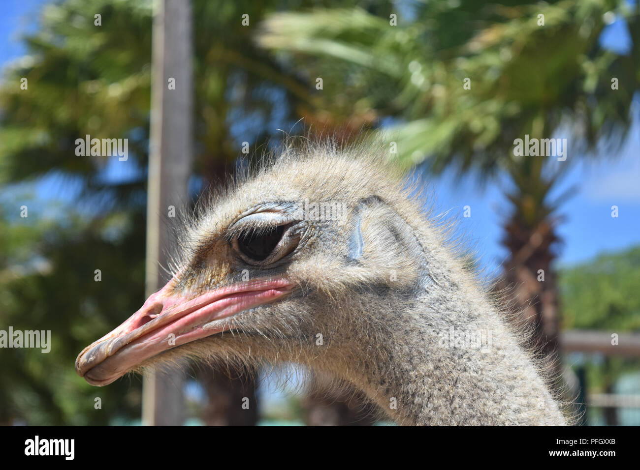 Ostrich with patchy feathers and a pink beak. Stock Photo