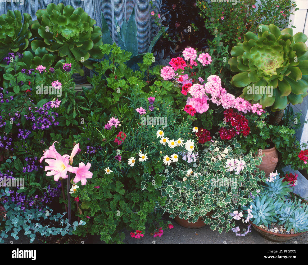 Large selection of potted colourful flowers and leafy green plants in garden display, including Bellis, Daisy, Lilium, Lily, Dianthus, Carnation and Chrysanthemum. Stock Photo