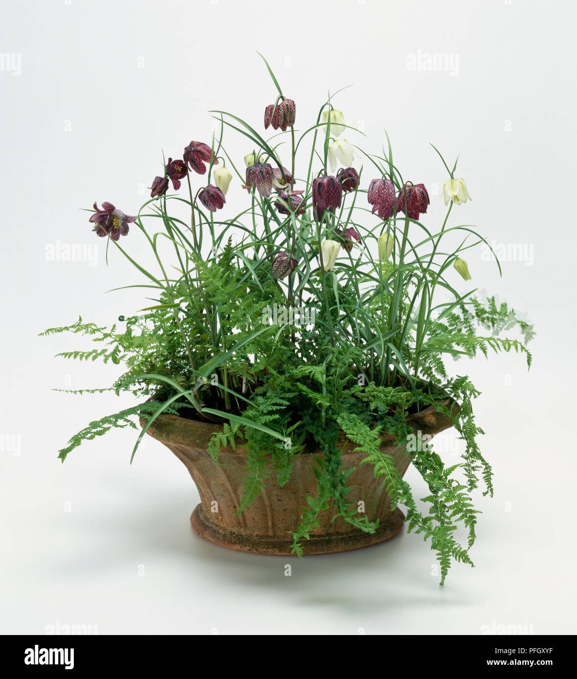 Pot filled with flowers from Fritillaria meleagris (Snake's head fritillary), and fern leaves from Polypodium vulgare 'Cornubiense' (Polypody) Stock Photo