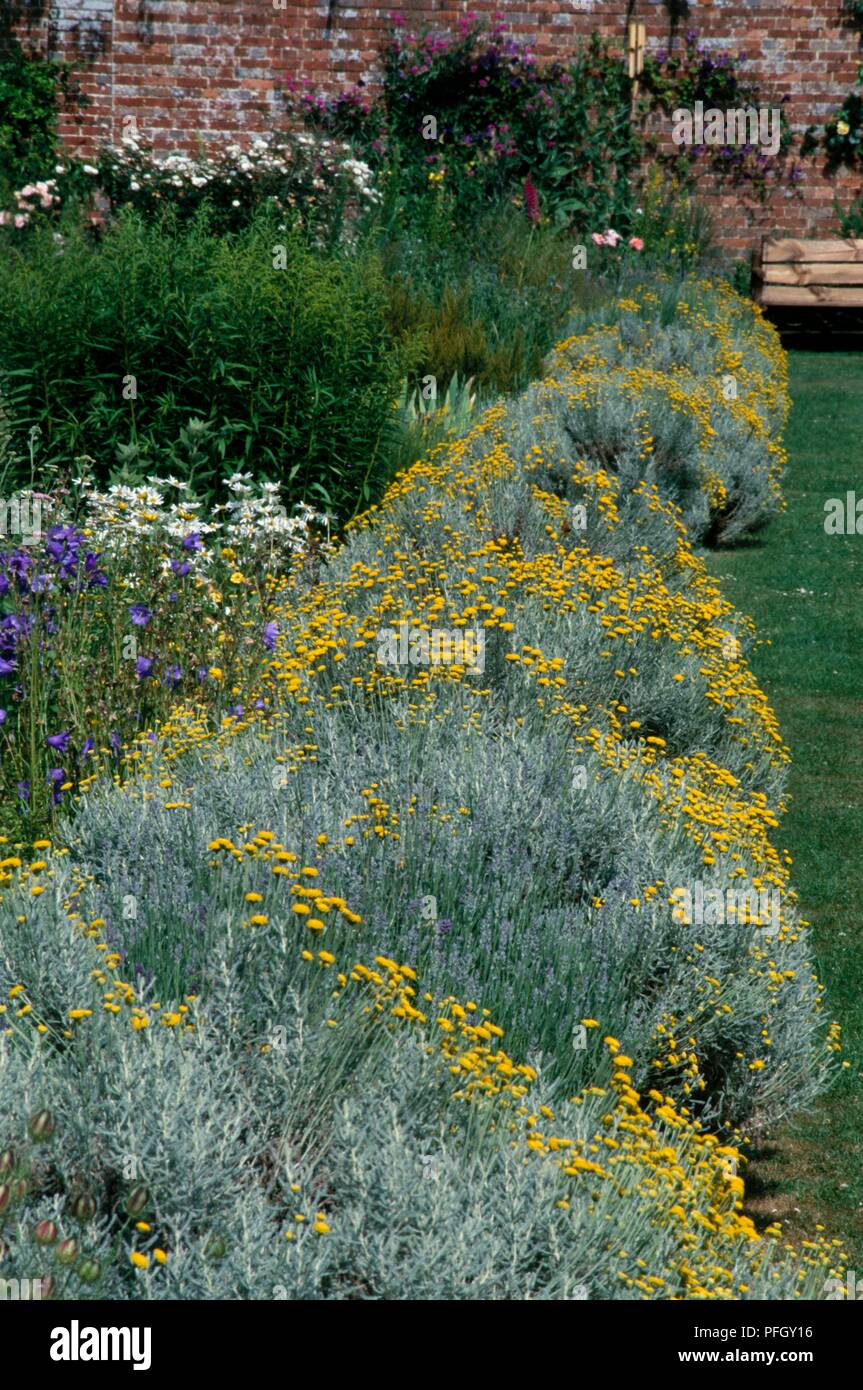 Santolina chamaecyparissus (Cotton lavender) border of a herb garden Stock Photo