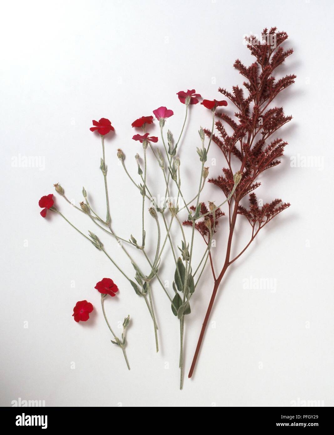 Red Lychnis coronaria (Rose campion) next to Rodgersia pinnata Stock Photo
