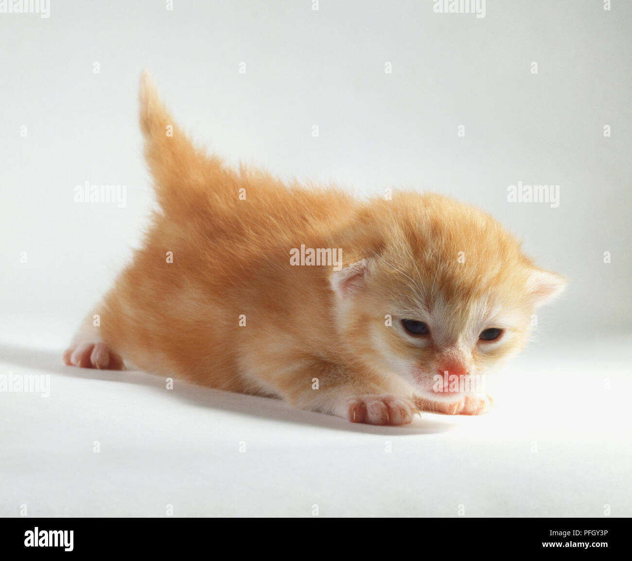Two week old ginger kitten sniffing the floor Stock Photo Alamy