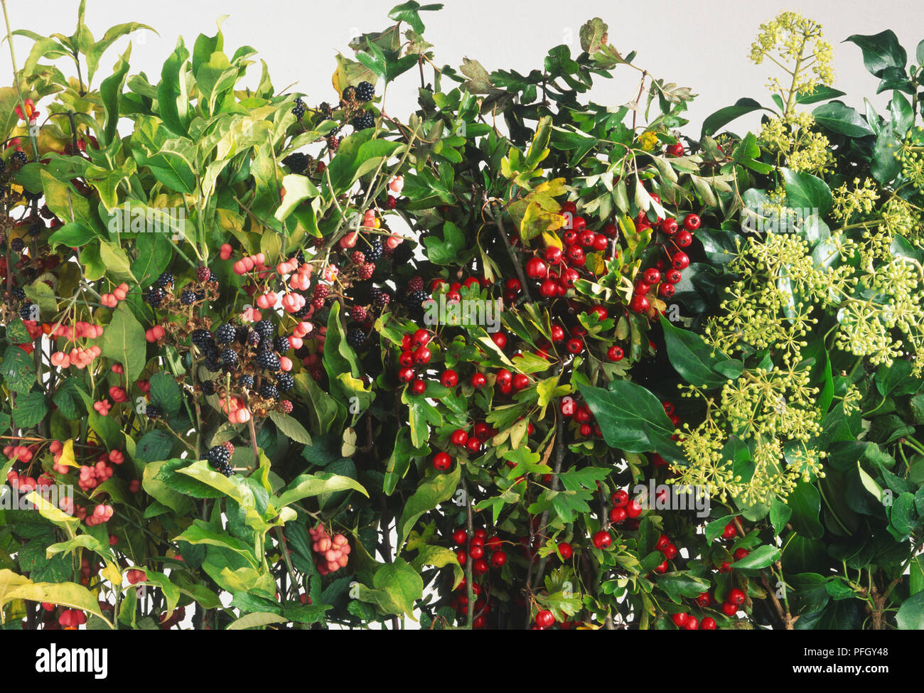 Fruiting hedge Stock Photo Alamy