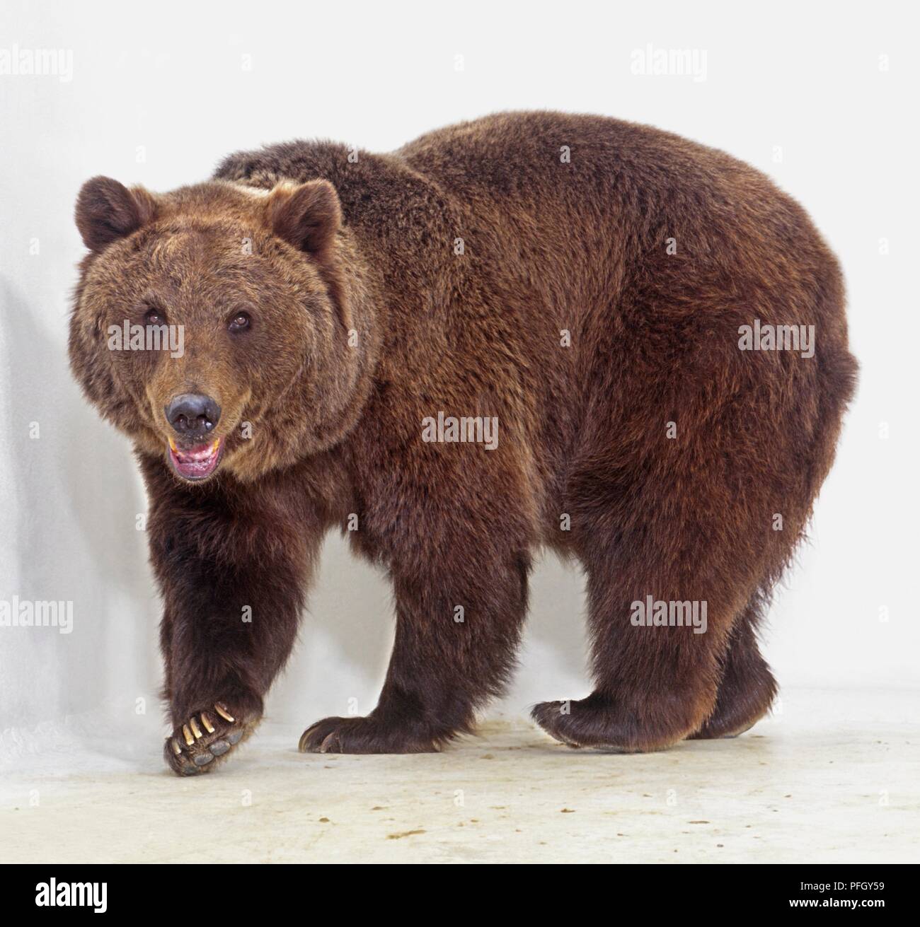 Brown bear (Ursus arctos) walking, looking at camera Stock Photo - Alamy