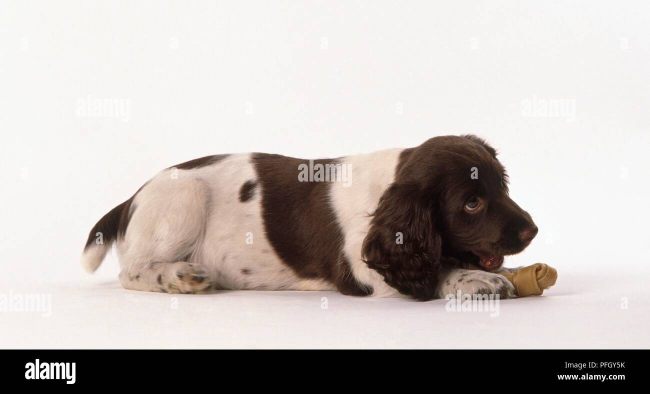 Brown and white springer spaniel puppy with a dog bone, side view Stock Photo
