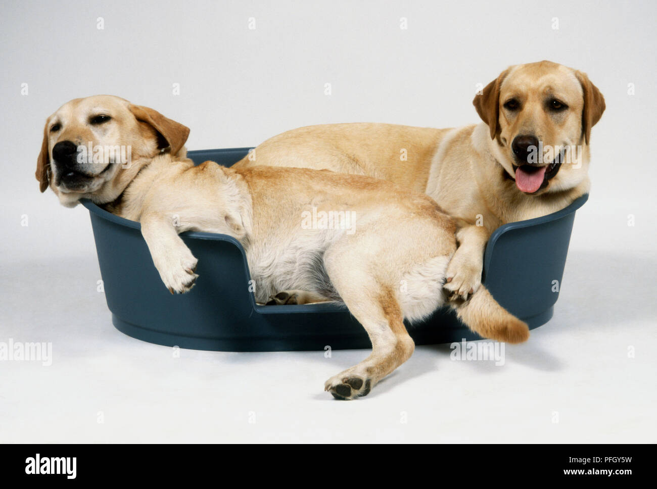 Two Labrador Retriever puppies lying in a dog bed Stock Photo Alamy