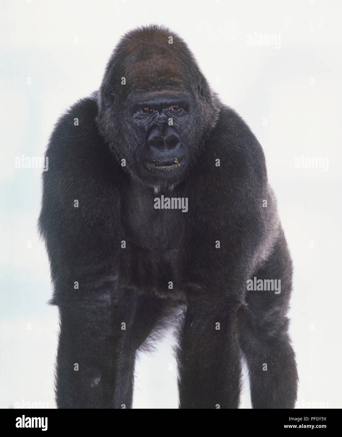 standing silverback gorilla Stock Photo - Alamy