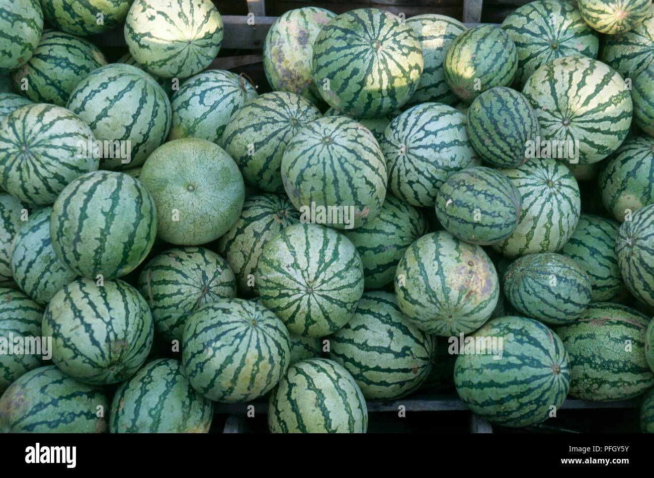 Thailand, Damnoen Saduak, Floating Market, boat loaded with watermelons Stock Photo