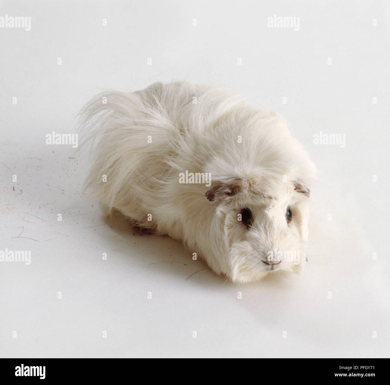 Guinea hotsell pig white