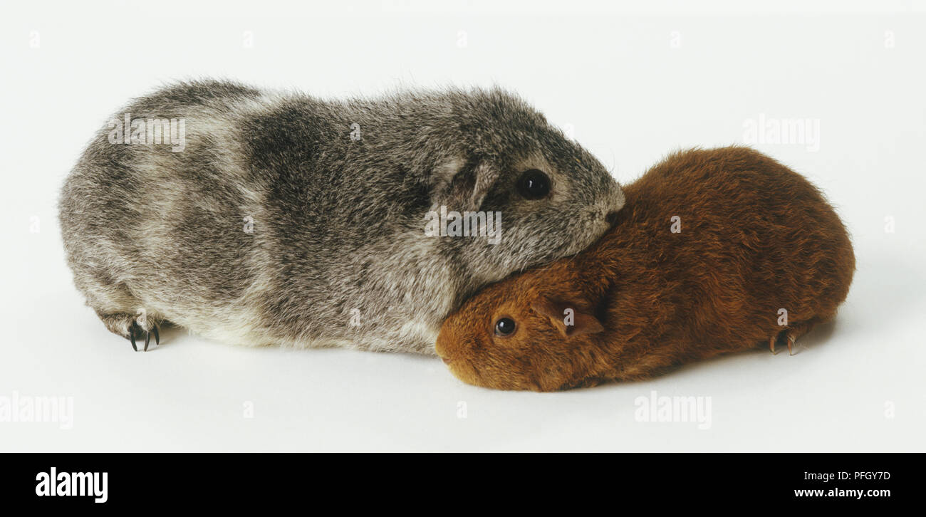 A grey and a brown Guinea Pig (Cavia porcellus) cuddling, side view Stock Photo