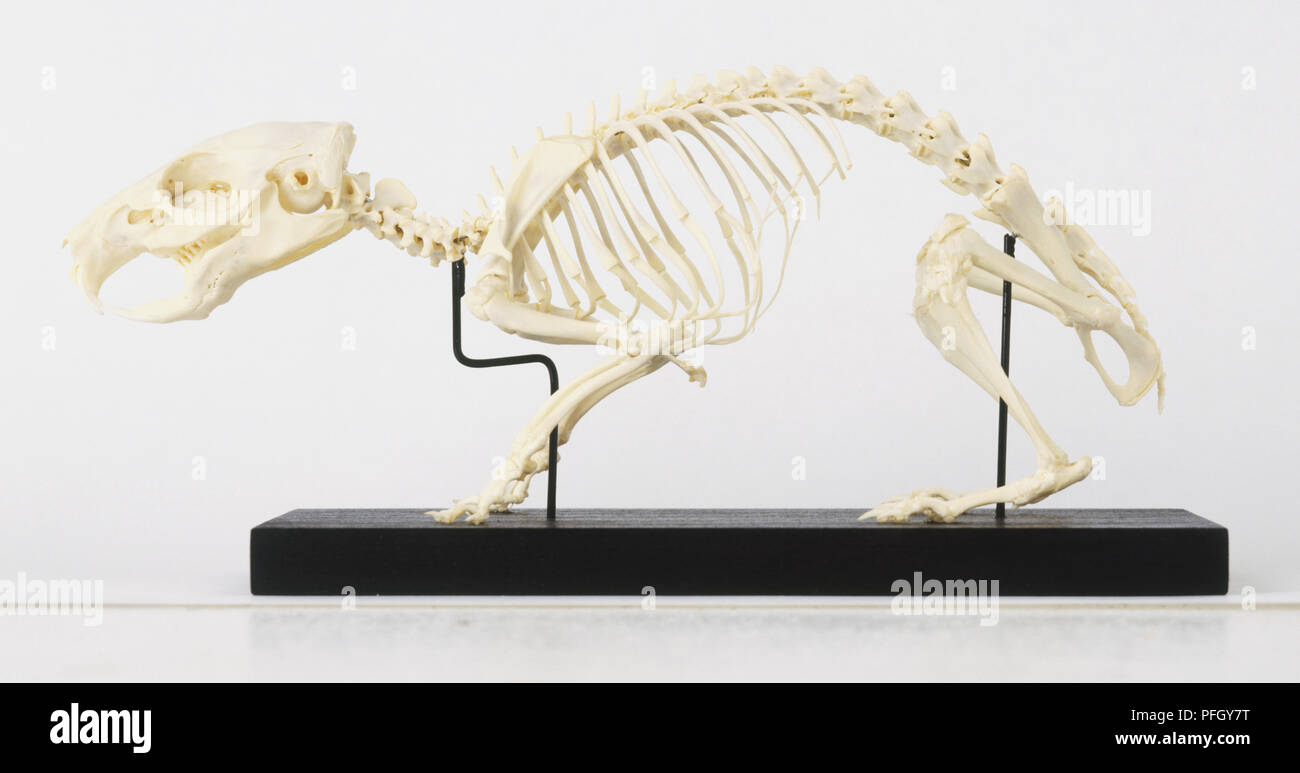 Skeleton of Guinea Pig (Cavia porcellus), side view Stock Photo