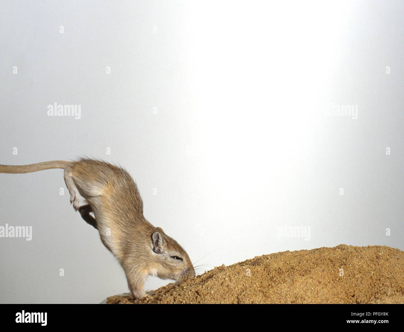 Mongolian gerbil (Meriones unguiculatus) landing face-down after jump Stock Photo