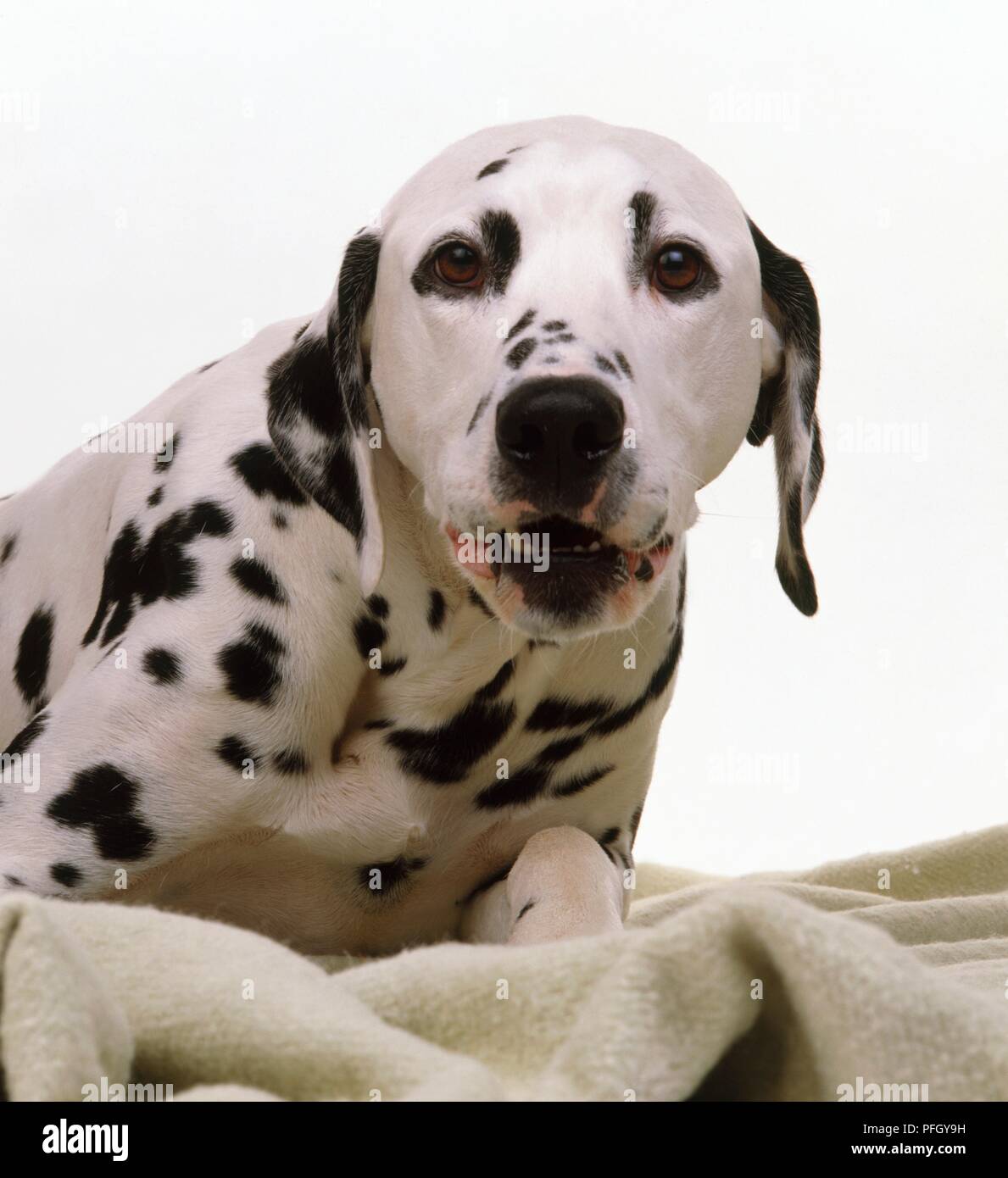 Dalmatian dog lying on blanket, looking at camera Stock Photo