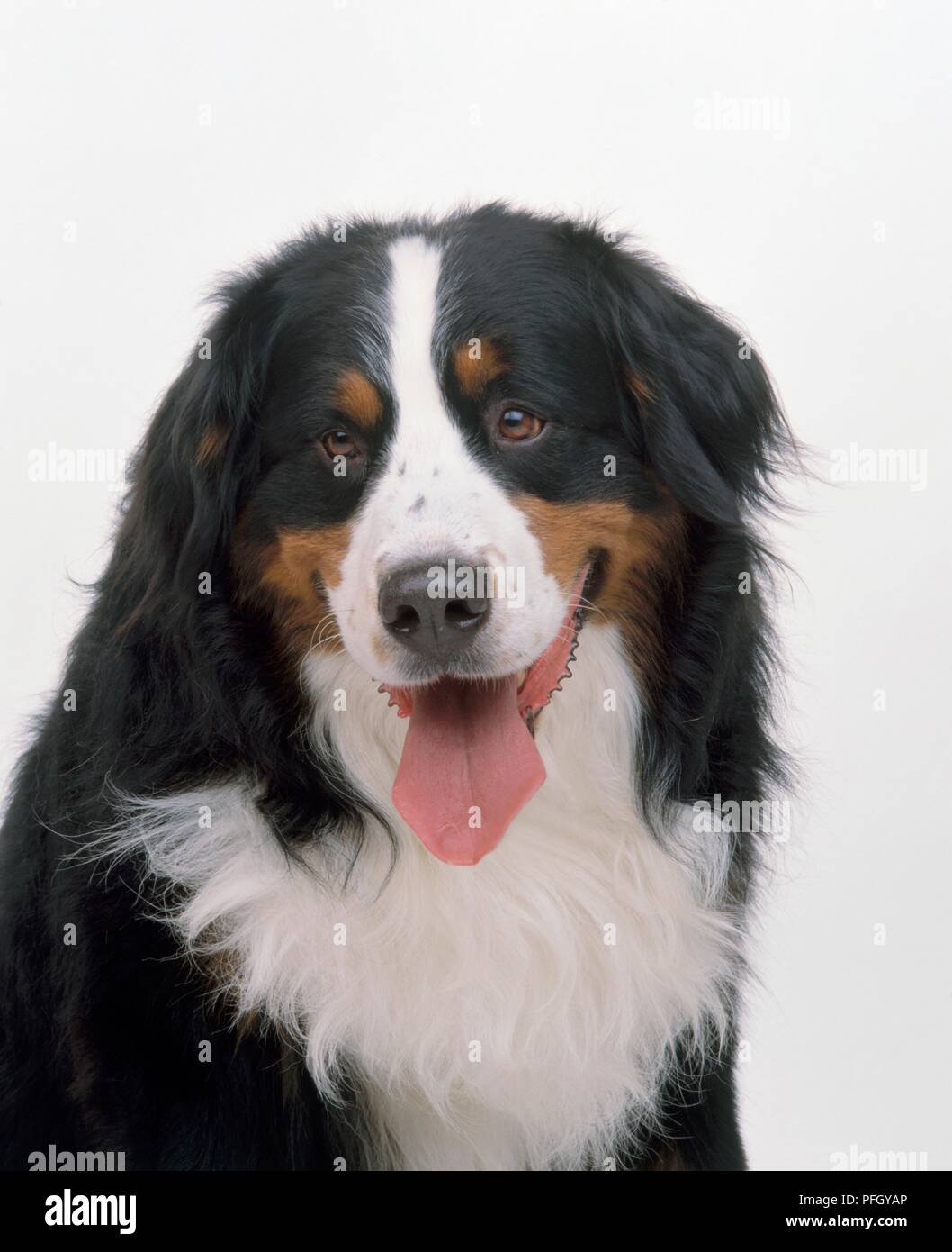 Bernese Mountain Dog, panting Stock Photo - Alamy