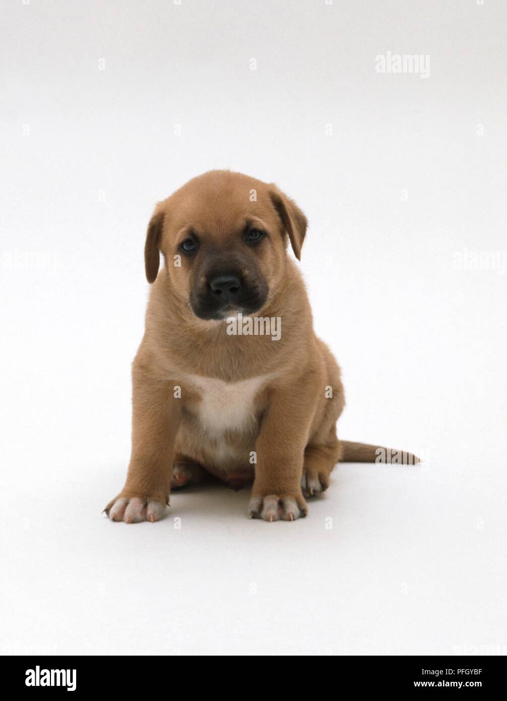 1-month-old-mixed-breed-puppy-sitting-front-view-stock-photo-alamy