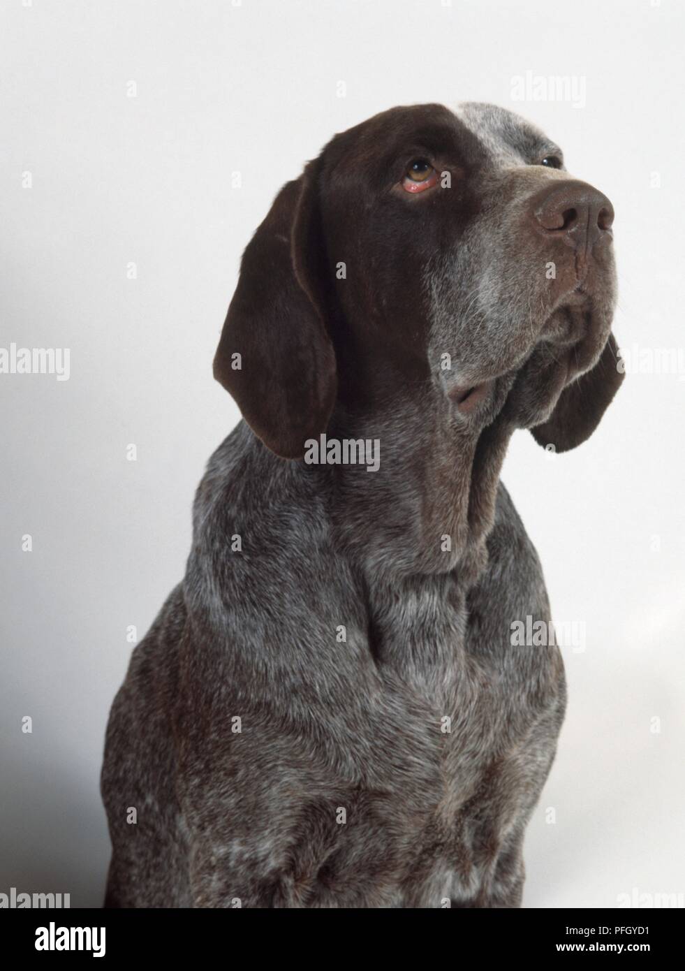 Perdiguero de Burgos (Spanish Pointer) dog, looking up Stock Photo Alamy
