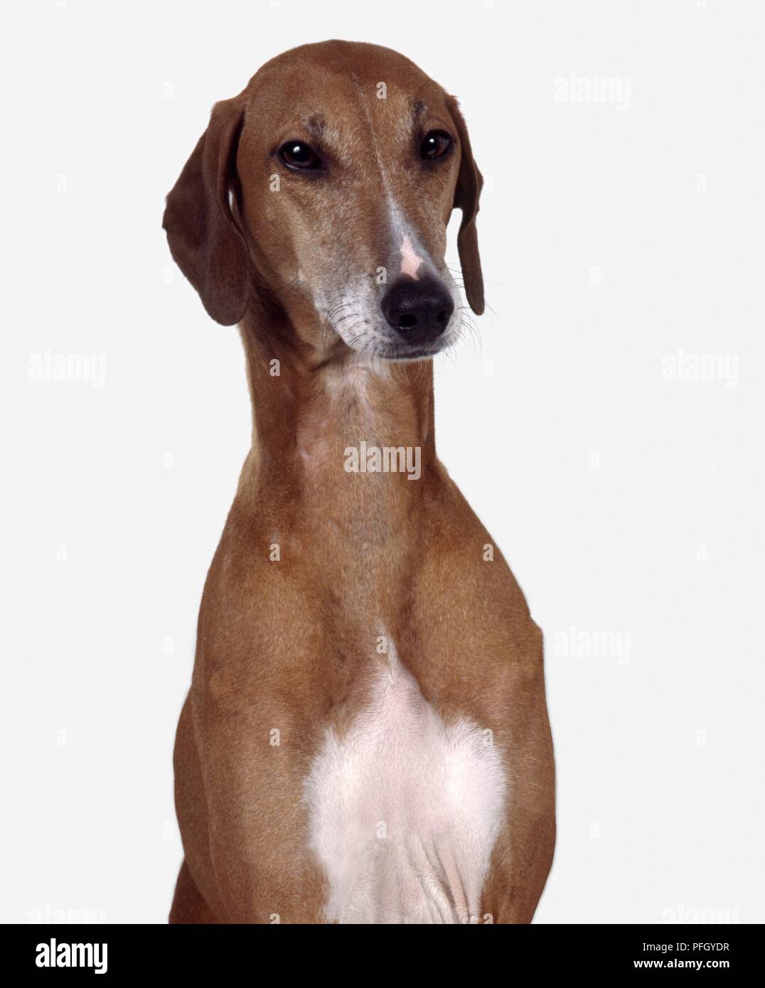 Azawakh dog, head and shoulders, facing forward Stock Photo Alamy