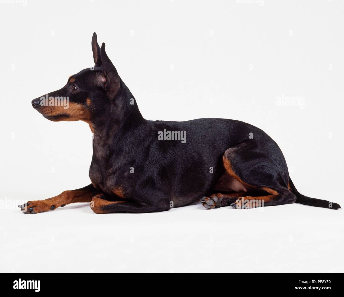 English toy terrier, black and tan, sitting, side view Stock Photo