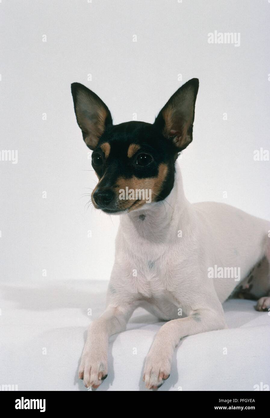 American toy fox terrier 2025