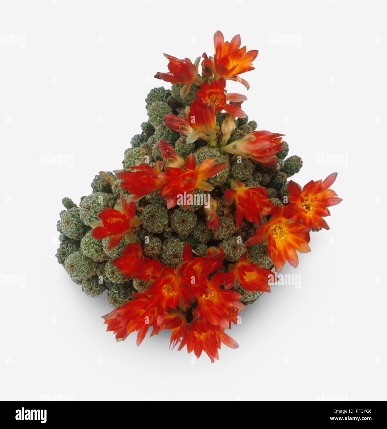 Rebutia steinbachii ssp. verticillacantha, red flowering cactus Stock Photo