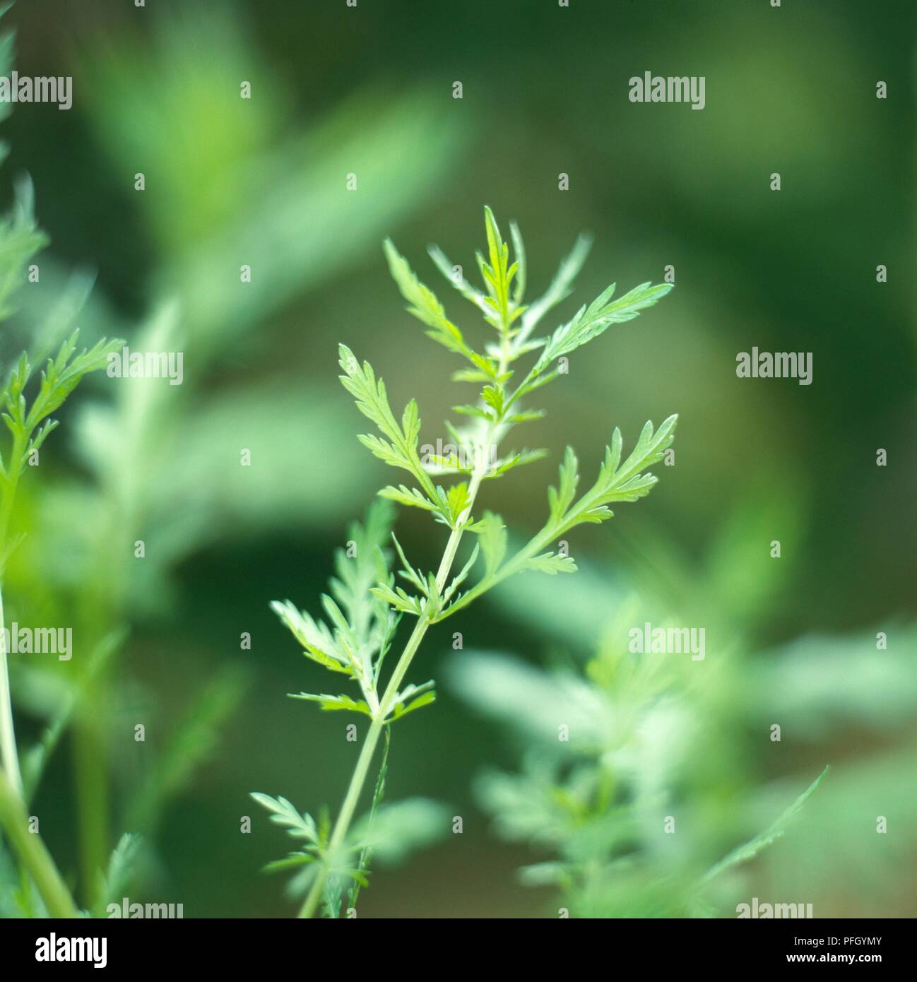 Artemisia annua hi-res stock photography and images - Alamy