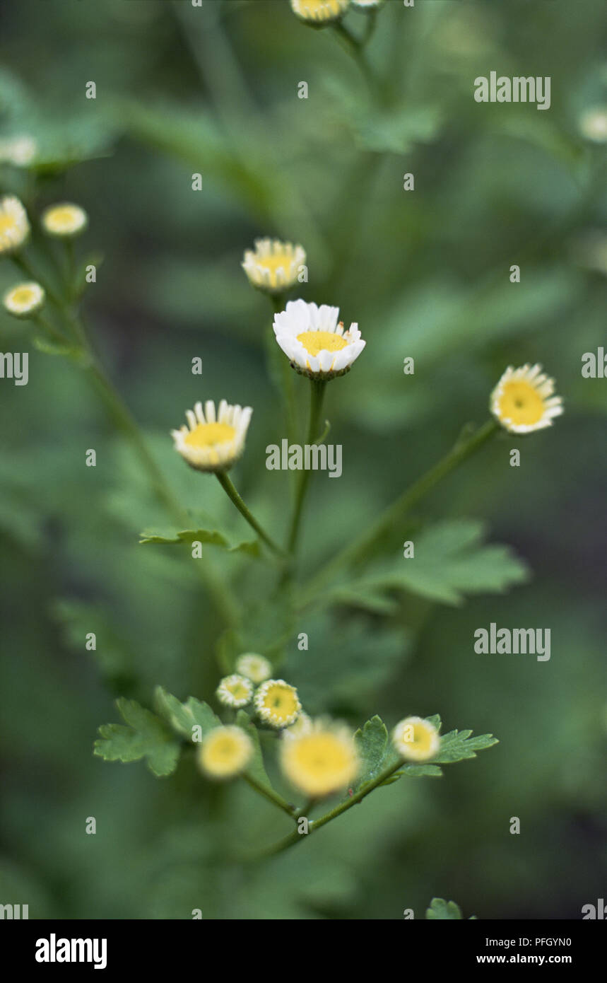 Tanacetum parthenium (Feverfew), stems of yellow and white flowers, close-up Stock Photo